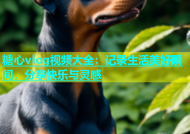 糖心vlog视频大全：记录生活美好瞬间，分享快乐与灵感